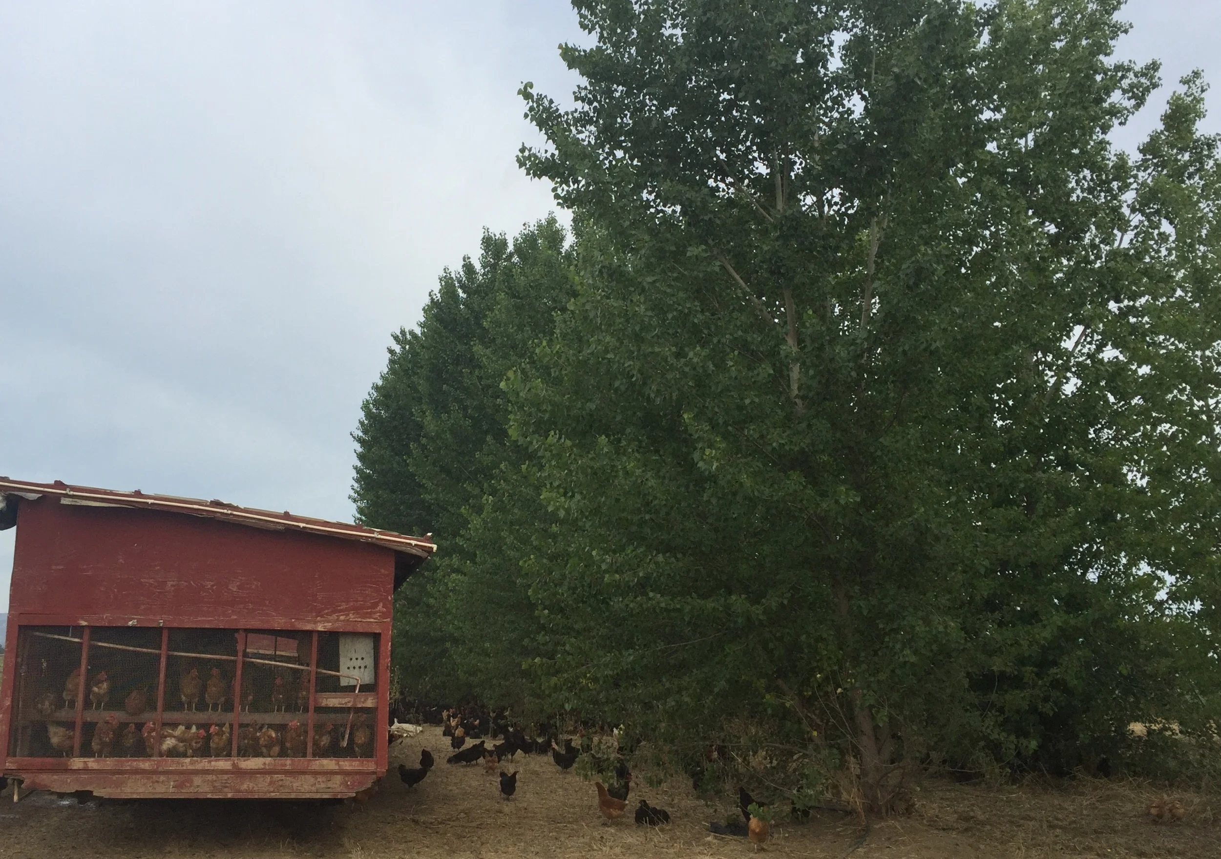 Chickens in the shade of the windbreak trees.