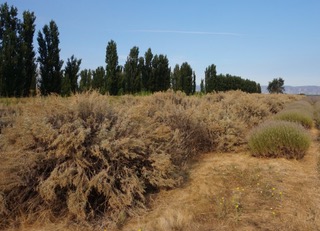 ORG_DSC02682.jpeg
