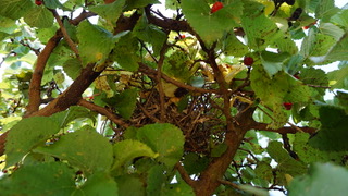 ORG_DSC02685.jpeg