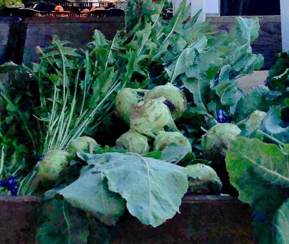 Kohlrabi