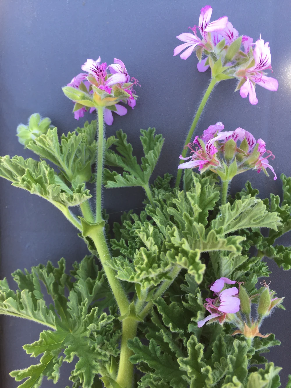 Rose Geranium Eatwell Farm