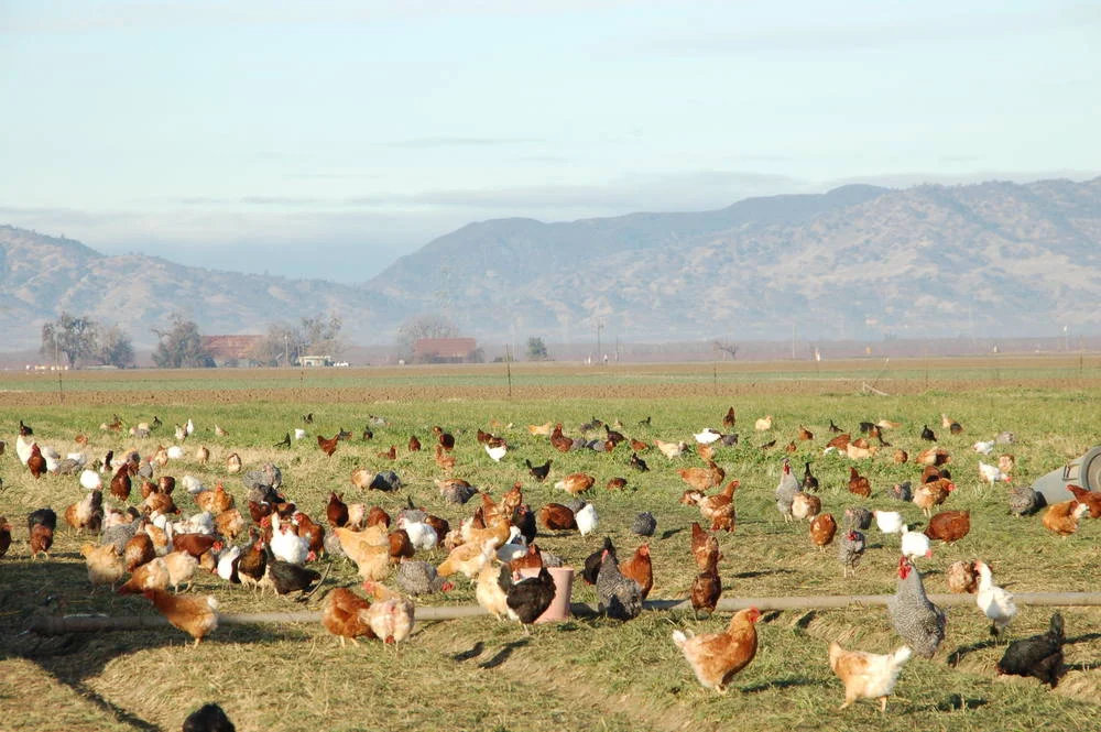 chickens.jpg