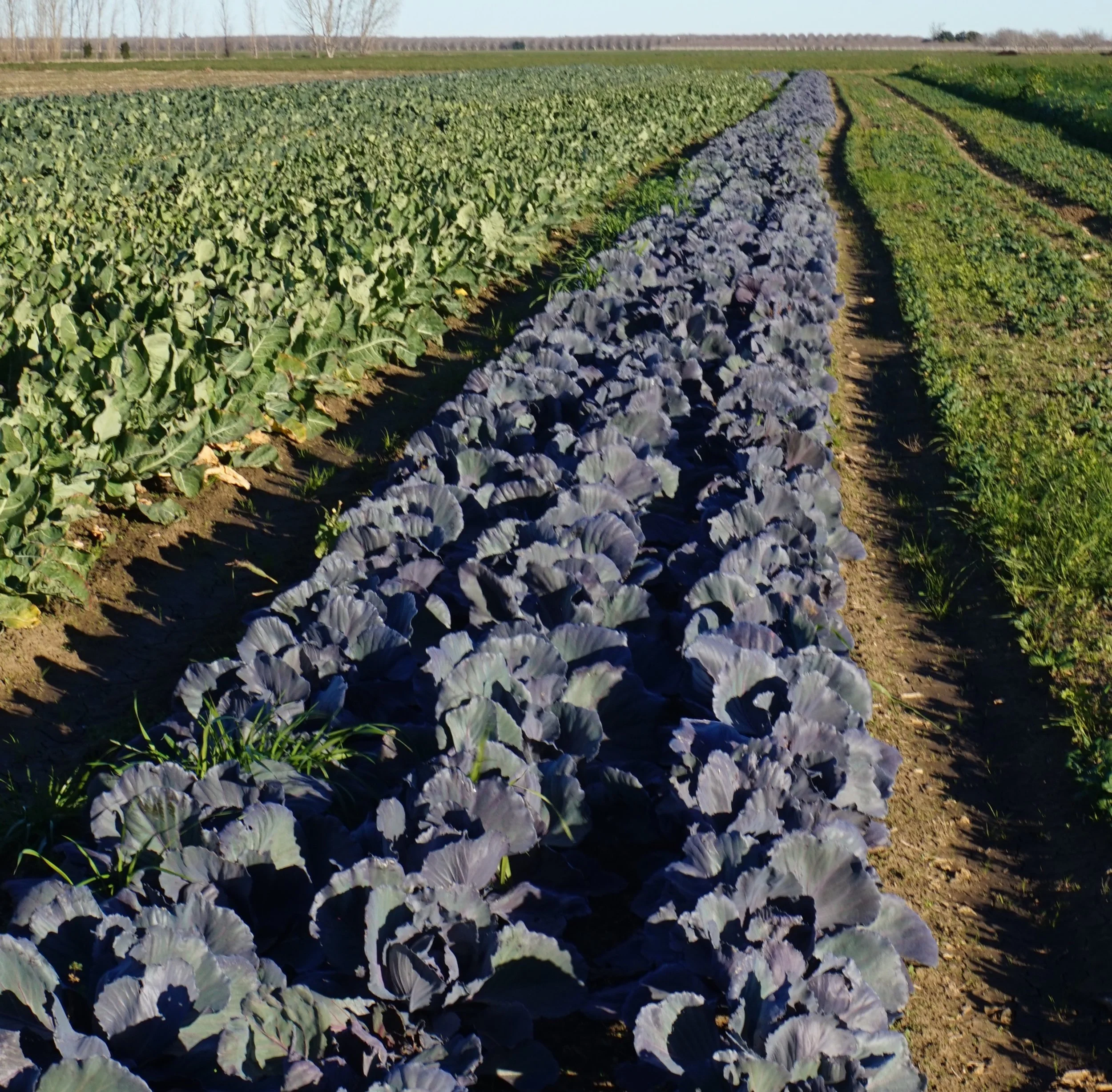 purple cabbage.jpg
