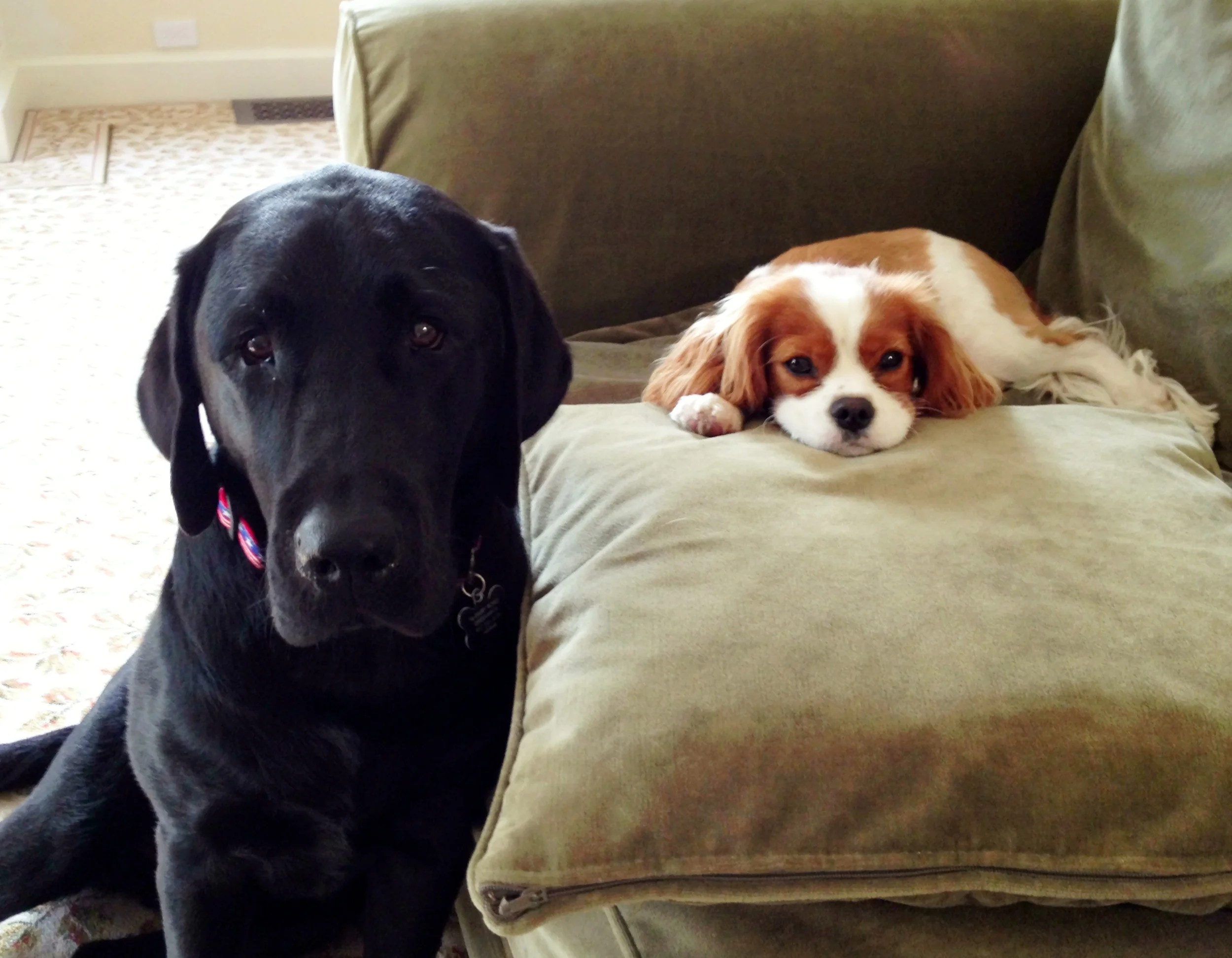 Moxie and Walter Mitty