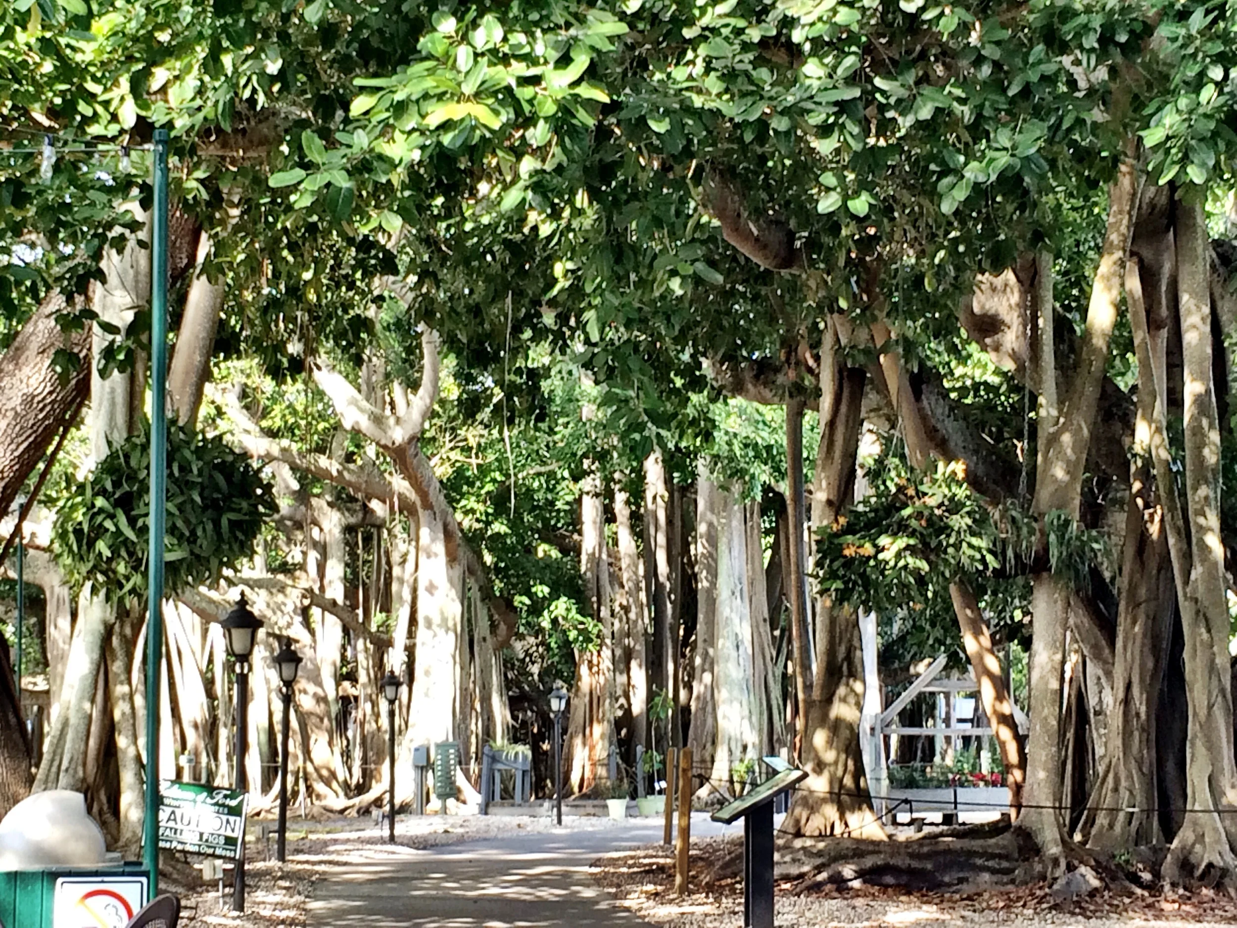 Banyan tree at Edison & Ford Winter Estates
