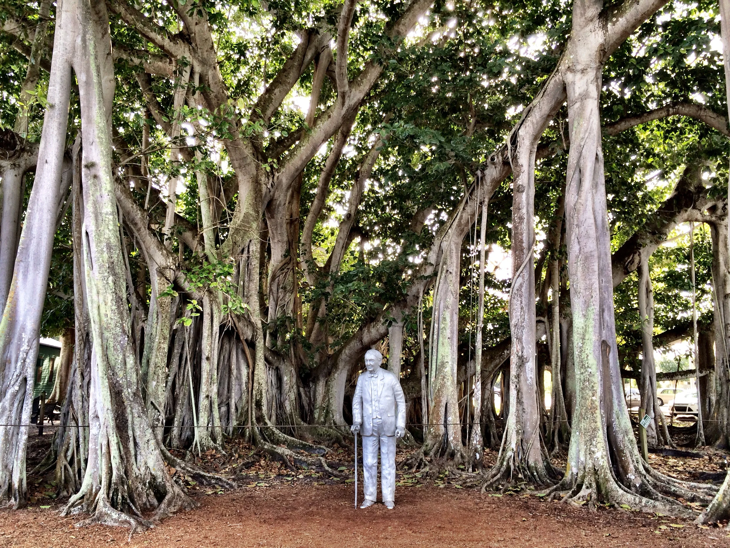 Thomas Alva Edison sculpture under a banyan tree he planted in 1927.