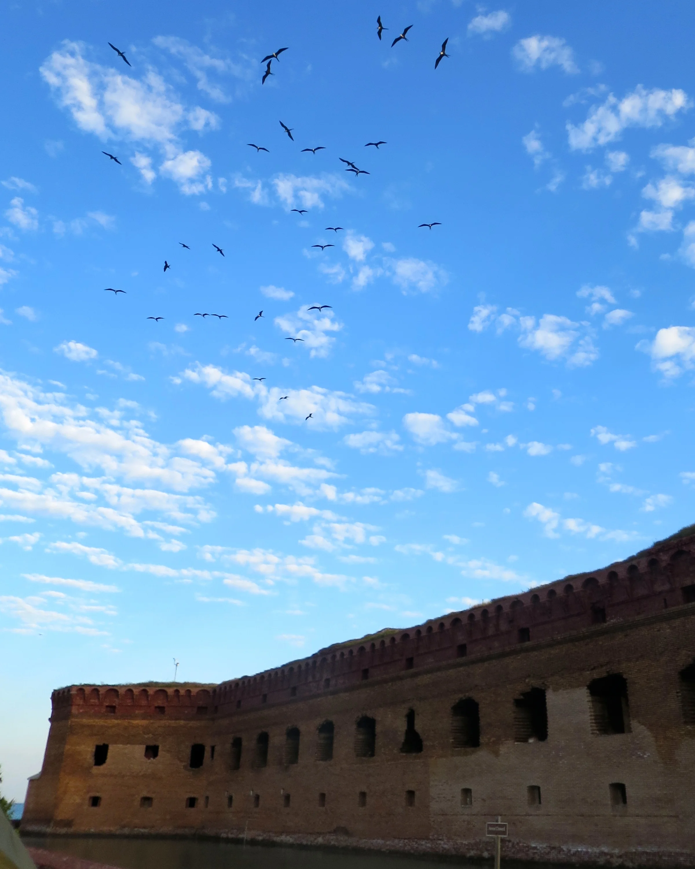 Unique species soar over Fort Jefferson in the morning sun.