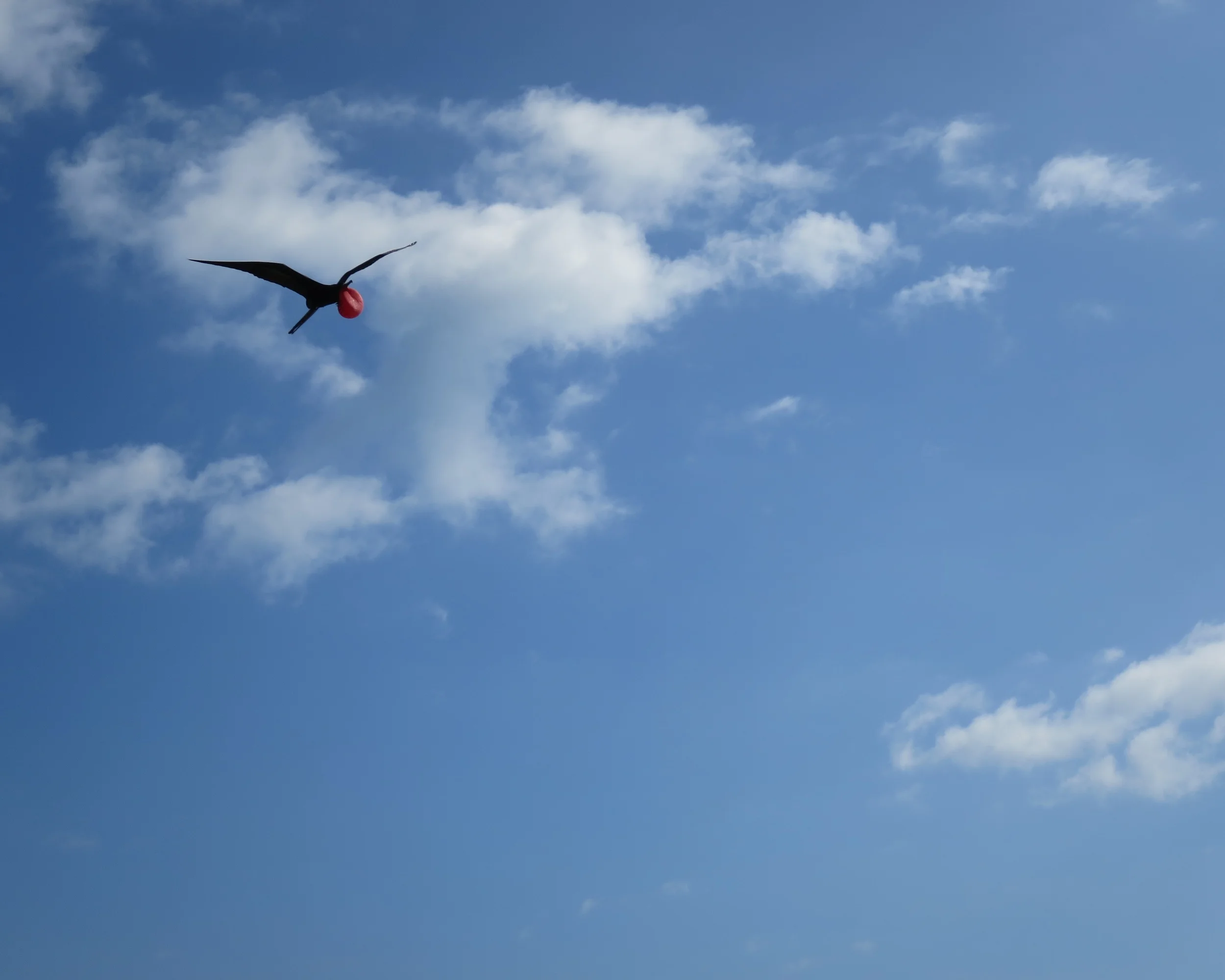 A male magnificent frigatebird in search of a mate.