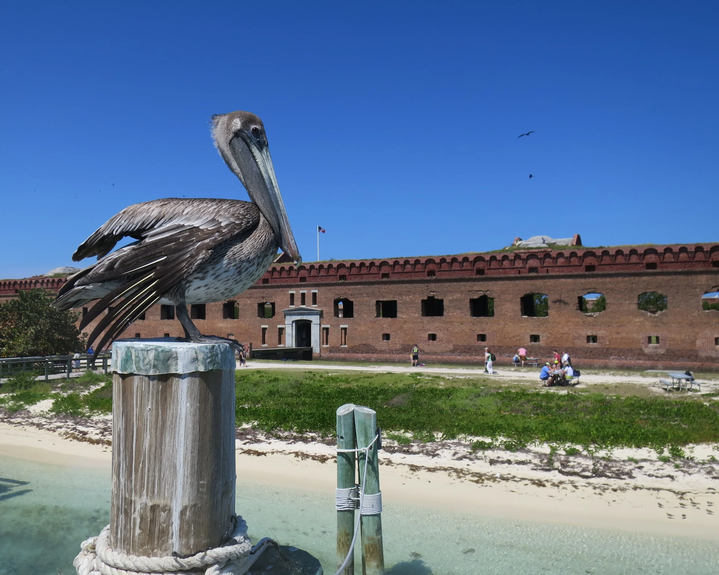 Brown pelican perched outside Fort Jefferson, Dry Tortugas National Park