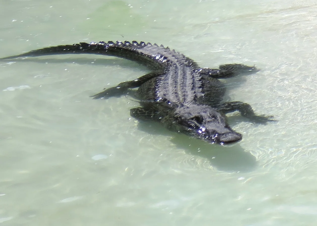 Doyle did not hold this alligator.