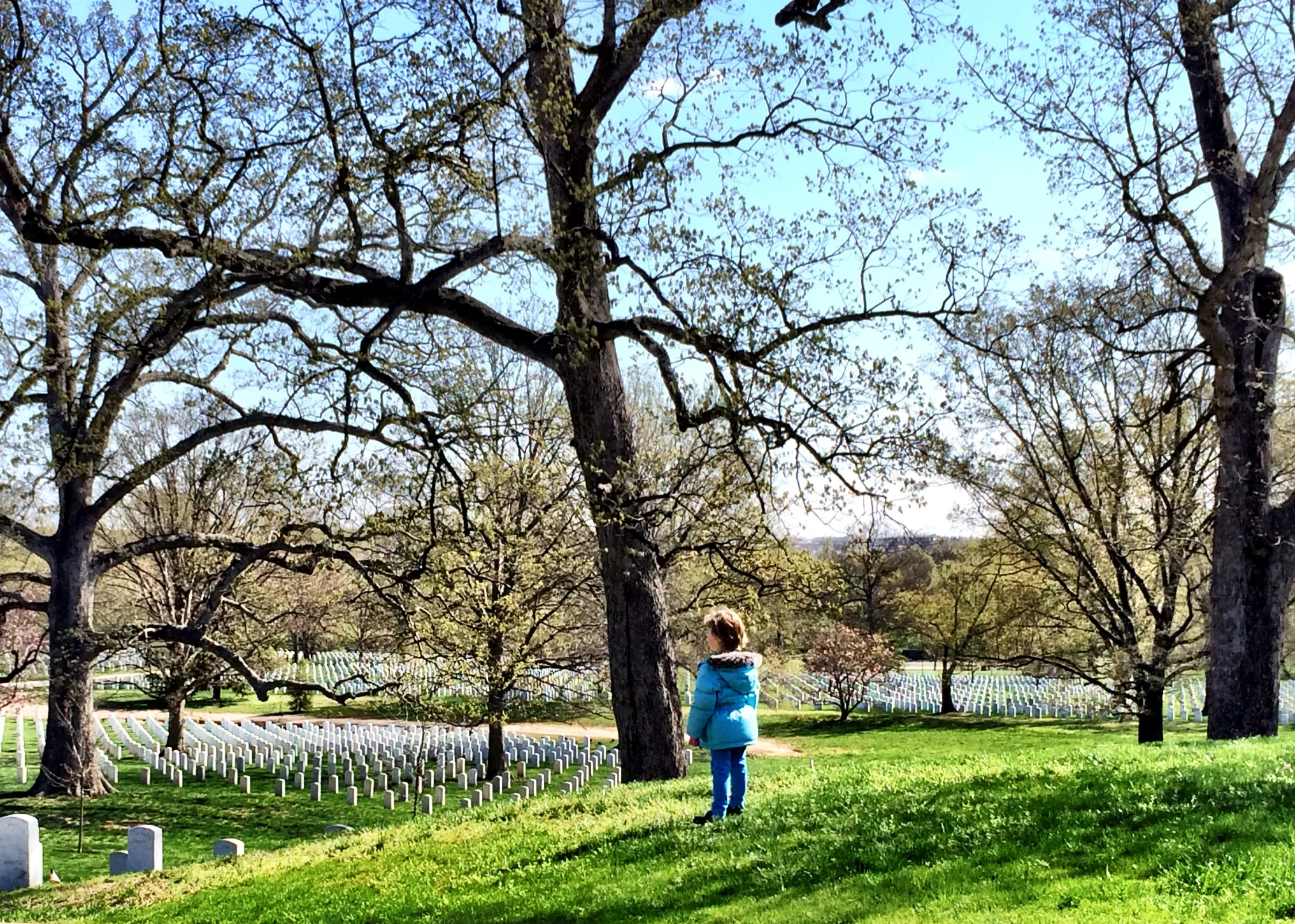 Callie, pensive at Arlington. It turned out she was sizing up the best angle from which to roll herself down the hill.