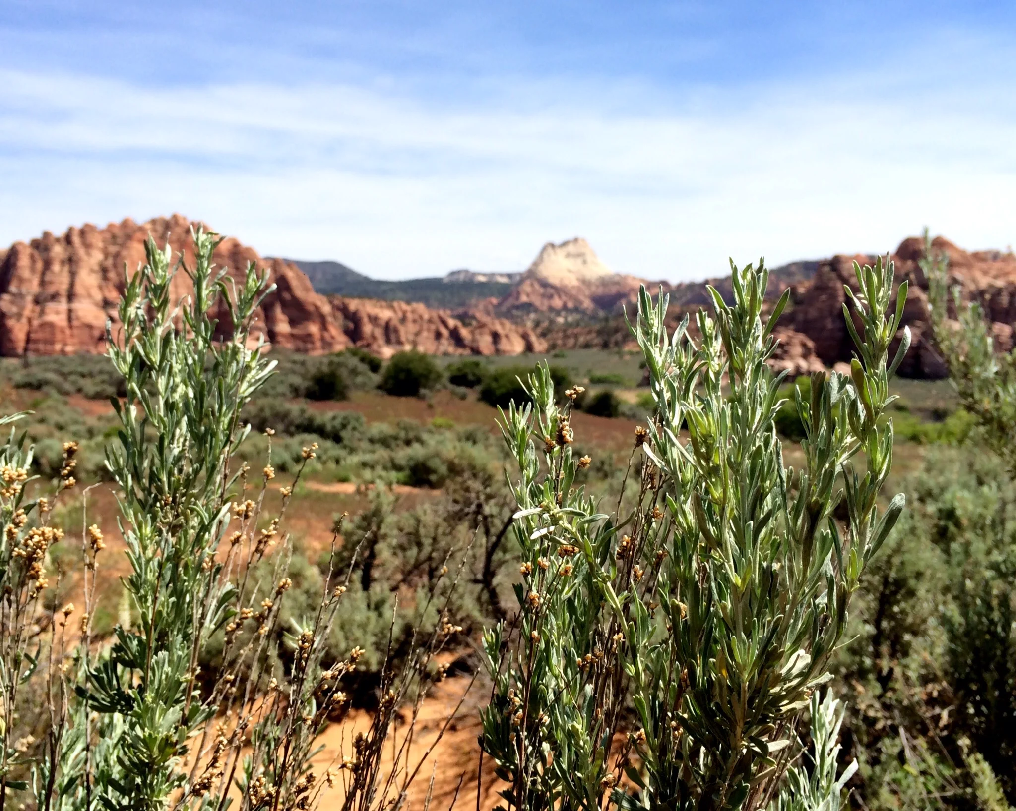 All in all, we spotted ten never-before-encountered (by us) species. *None of which are pictured here.