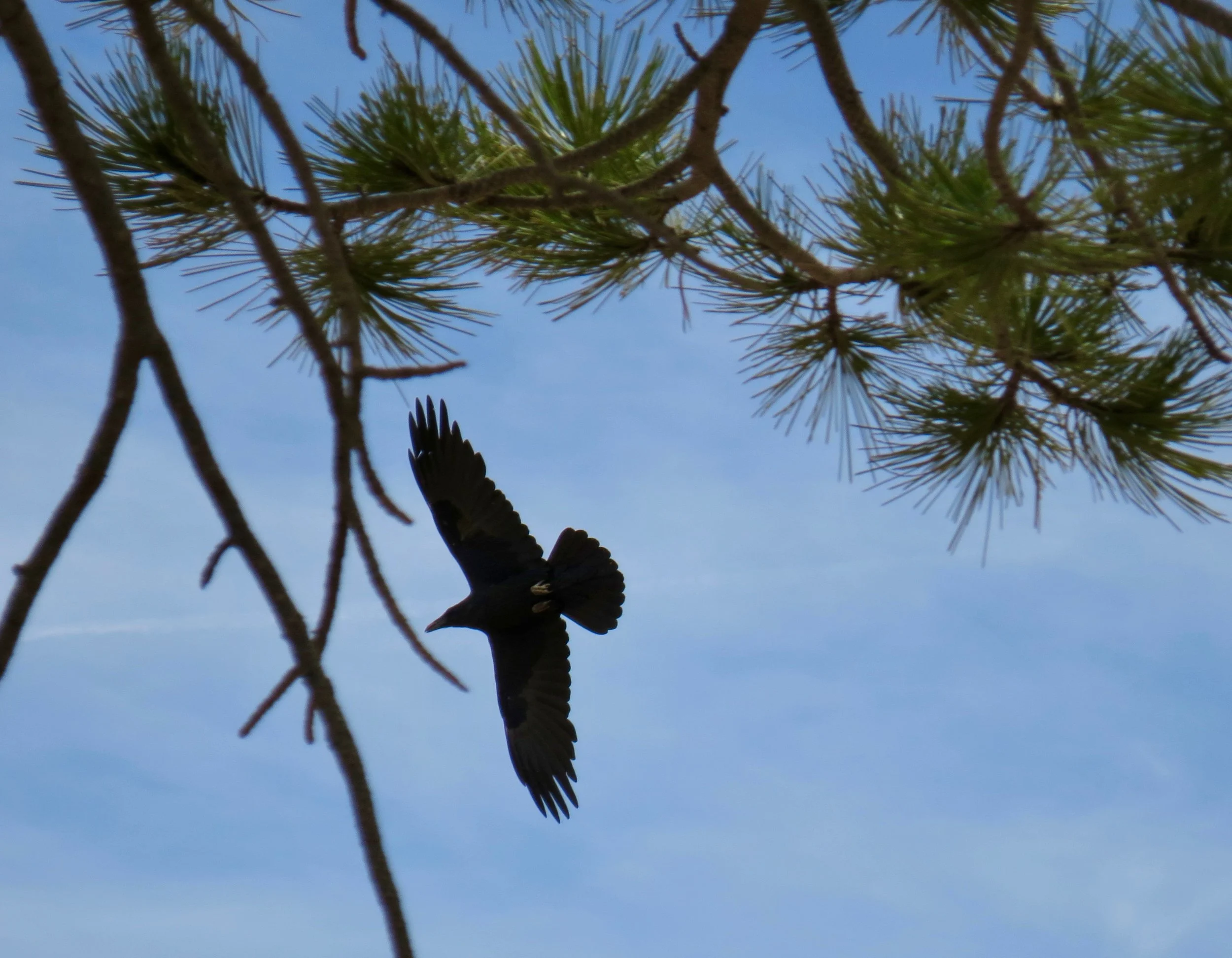 Quoth the raven: "Are we there yet?"
