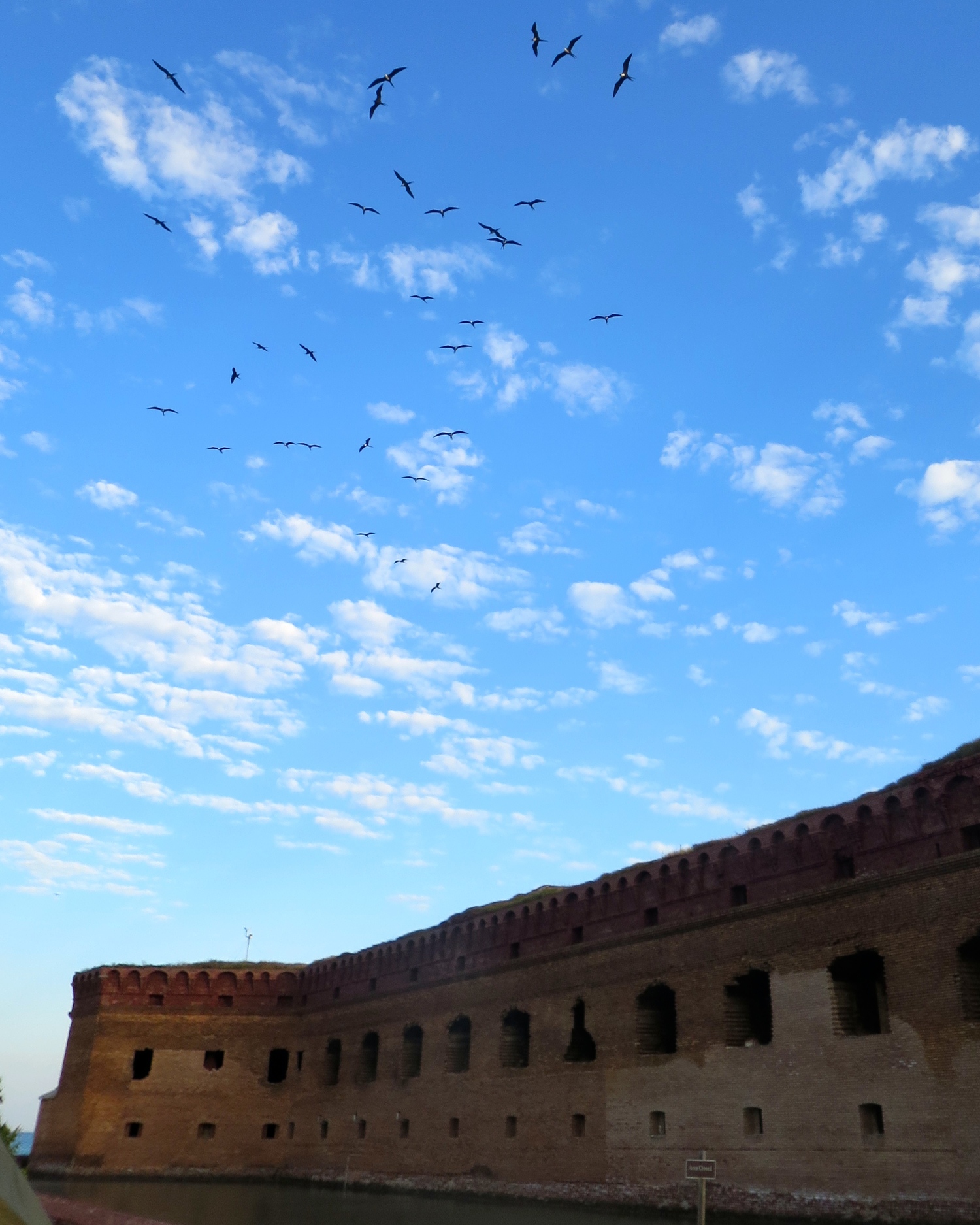 Bird-Watching on Dry Tortuga