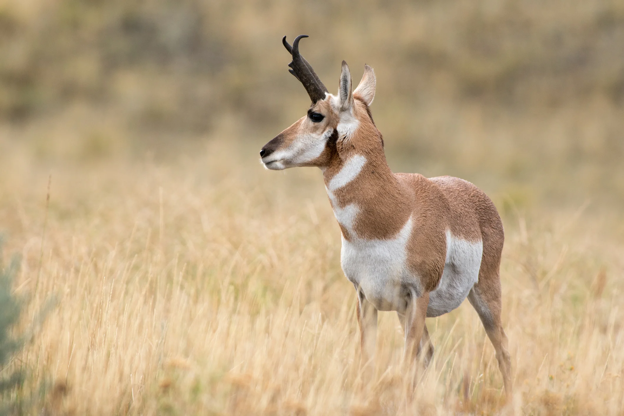 Photo by laurenpretorius/iStock / Getty ImagesMmmmmm. Sage brush!