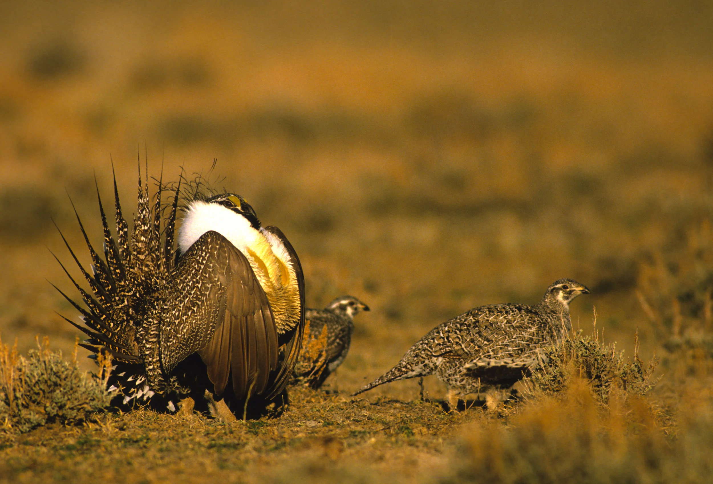 Photo by twildlife/iStock / Getty Images | Male sage grouse showing off for the ladies.