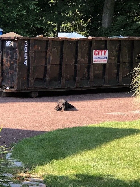 Nothing if not loyal. A dog’s home is his castle, even if there’s a rusty dumpster in the driveway.
