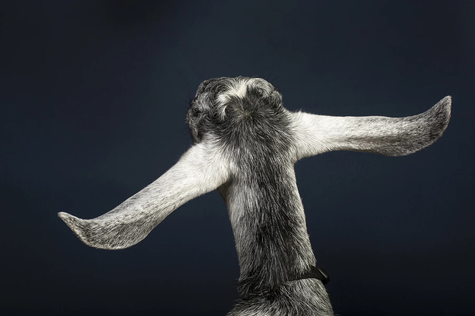 goat2.jpg