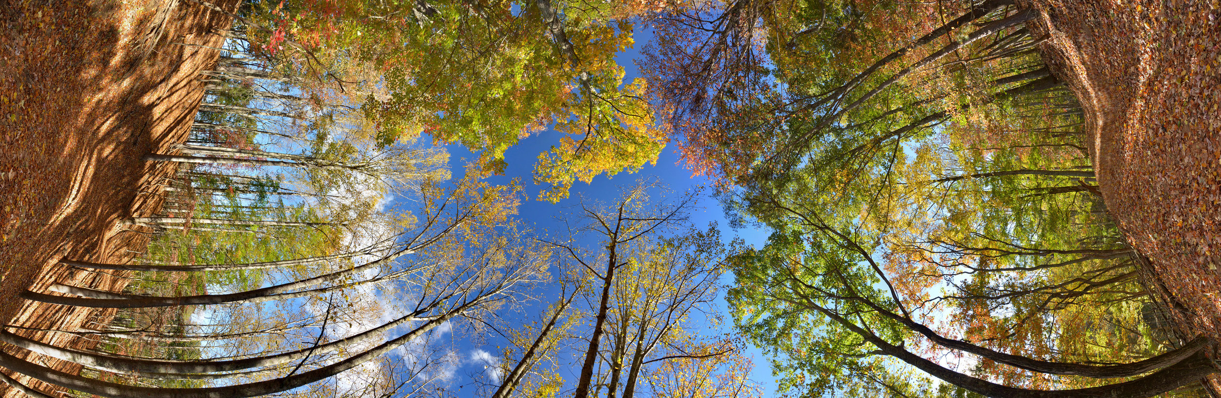 Blue Farm Woods