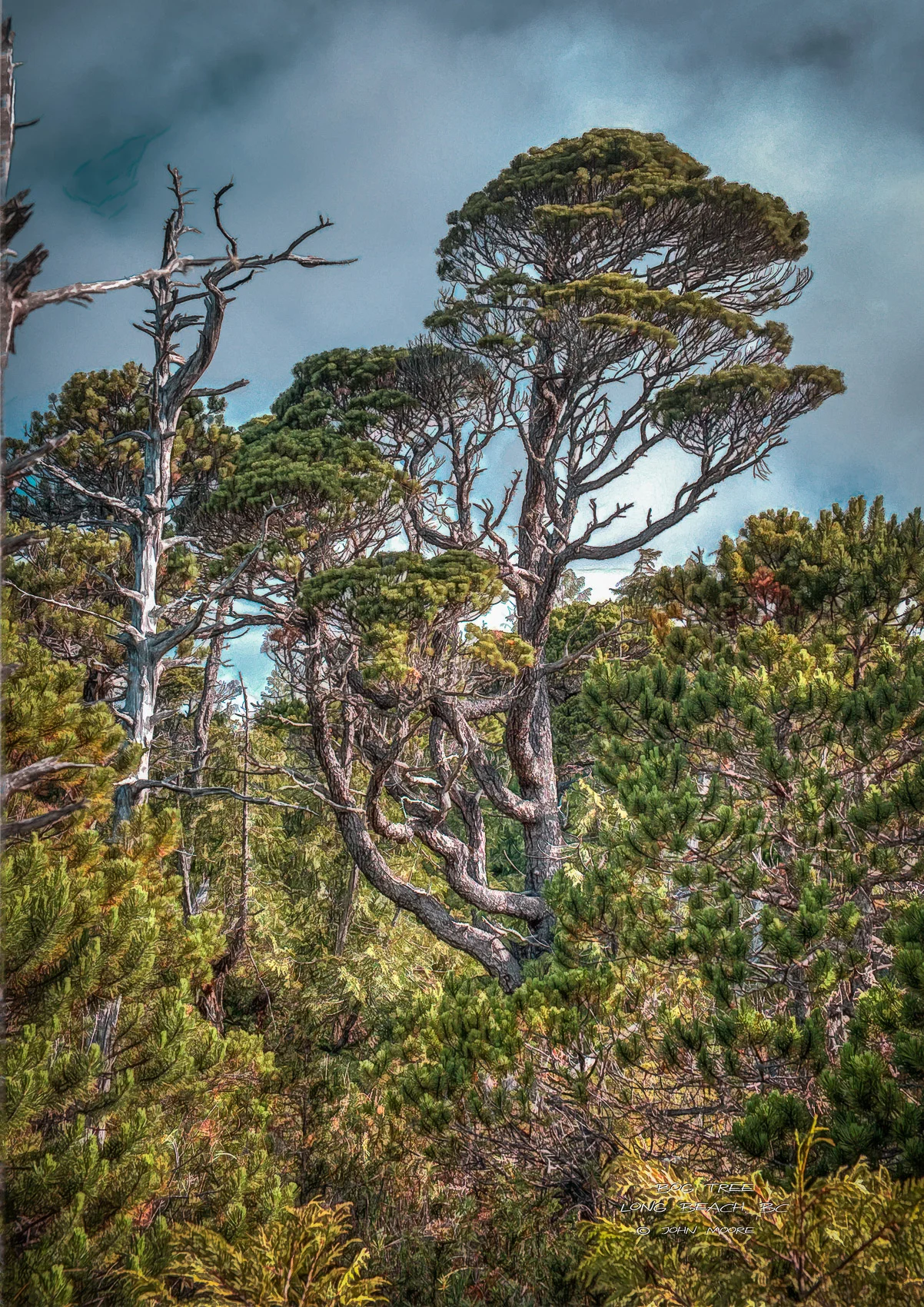 A typical old tree living in the bog . (click any image to see bigger version)