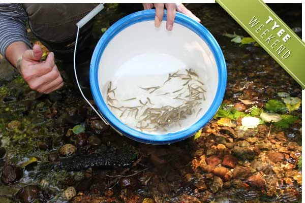 Coho fry ready to try their luck in Vancouver's restored Spanish Banks Creek. Photo by Pauline Holdsworth for the Tyee.