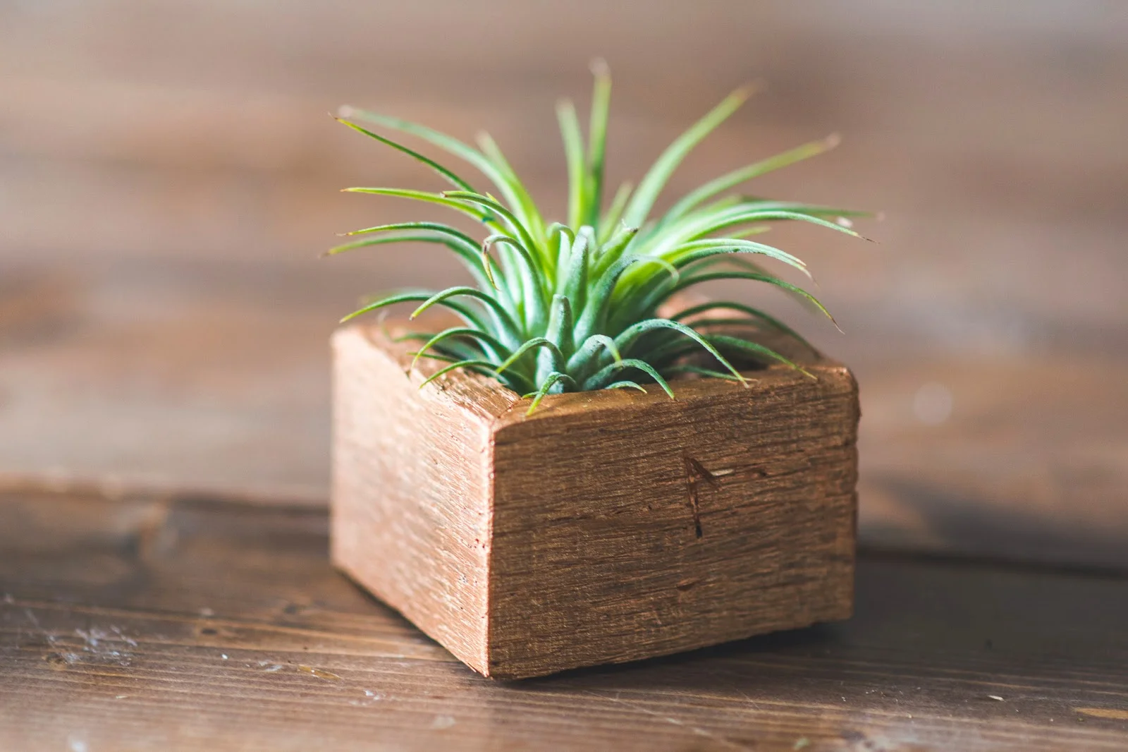 plants0021.jpg