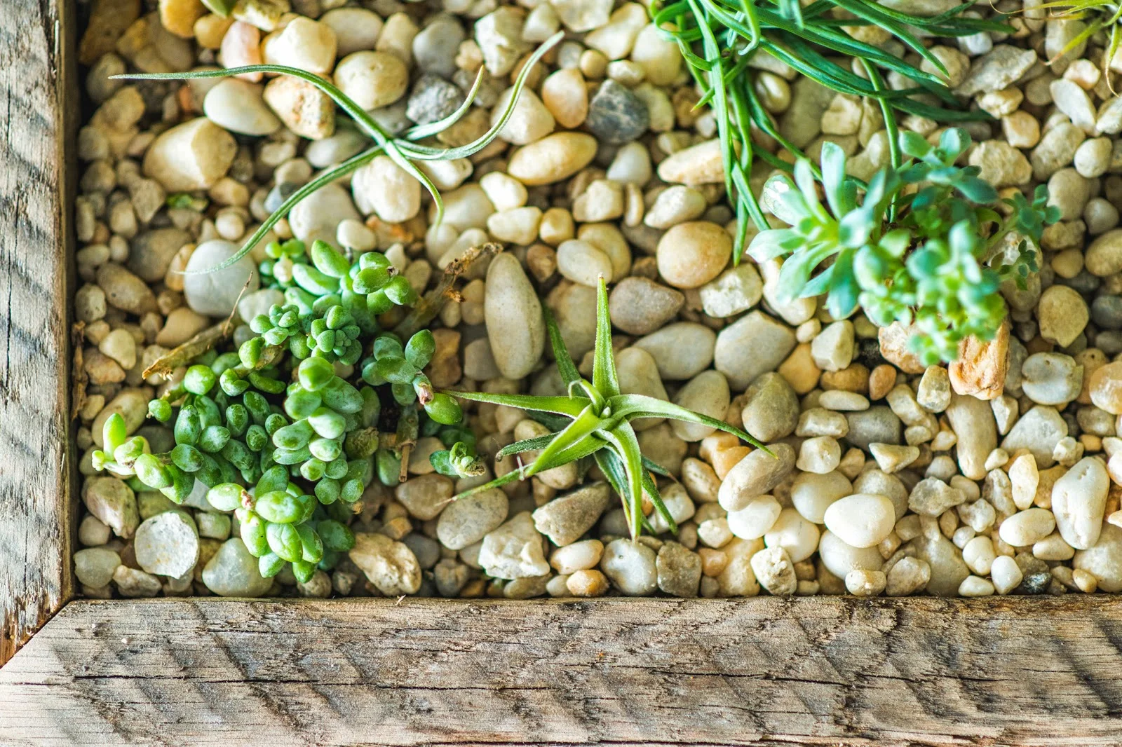 plants0019.jpg