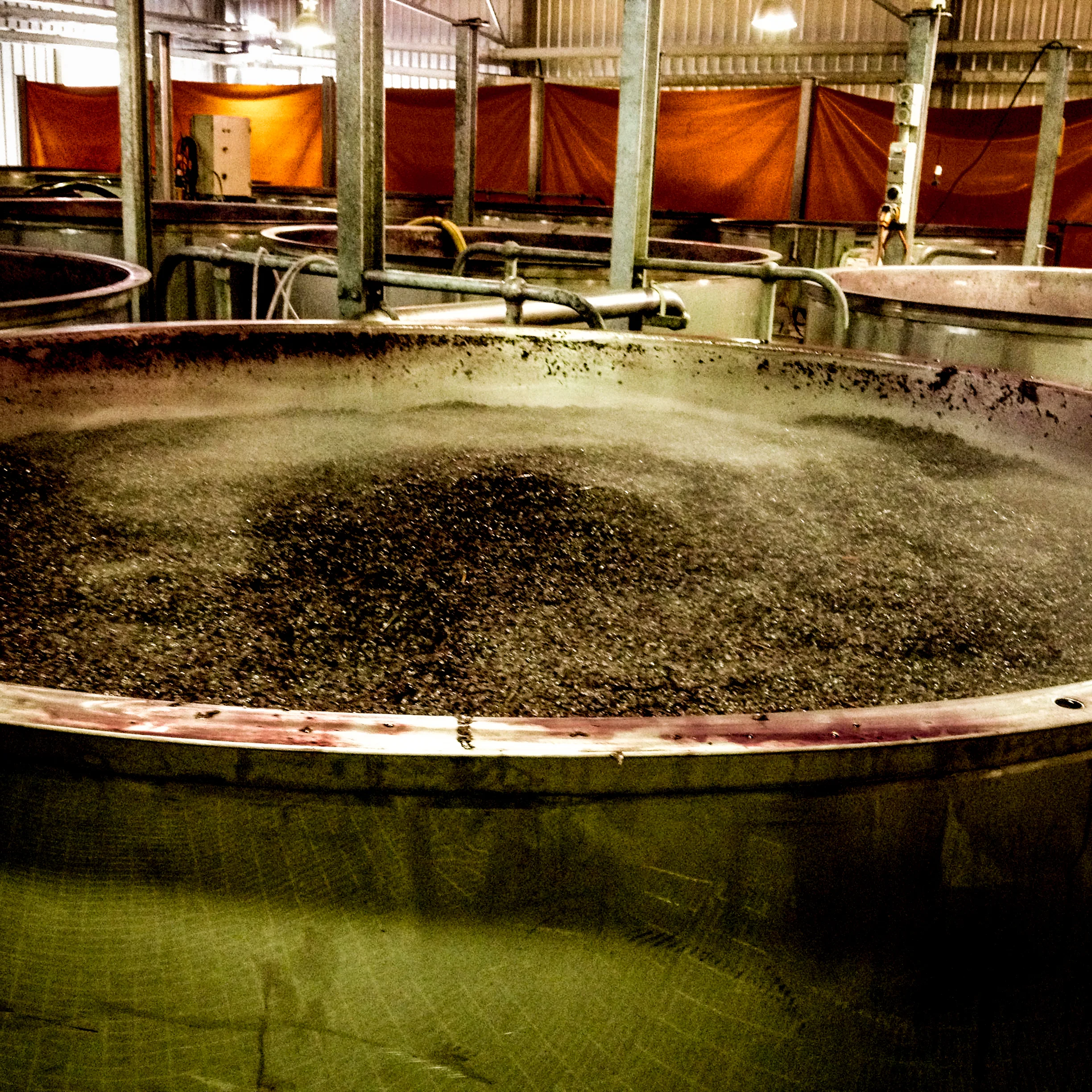 Shiraz grapes in ferment tank