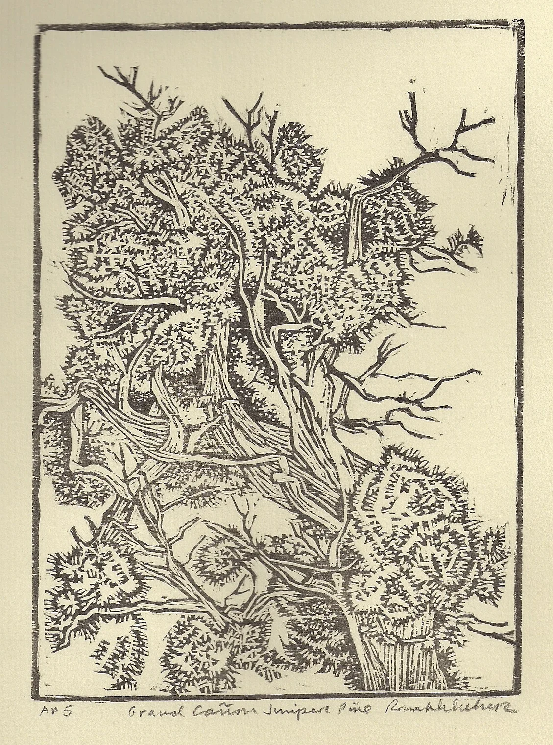 Grand Canyon Juniper on tinted paper.jpg