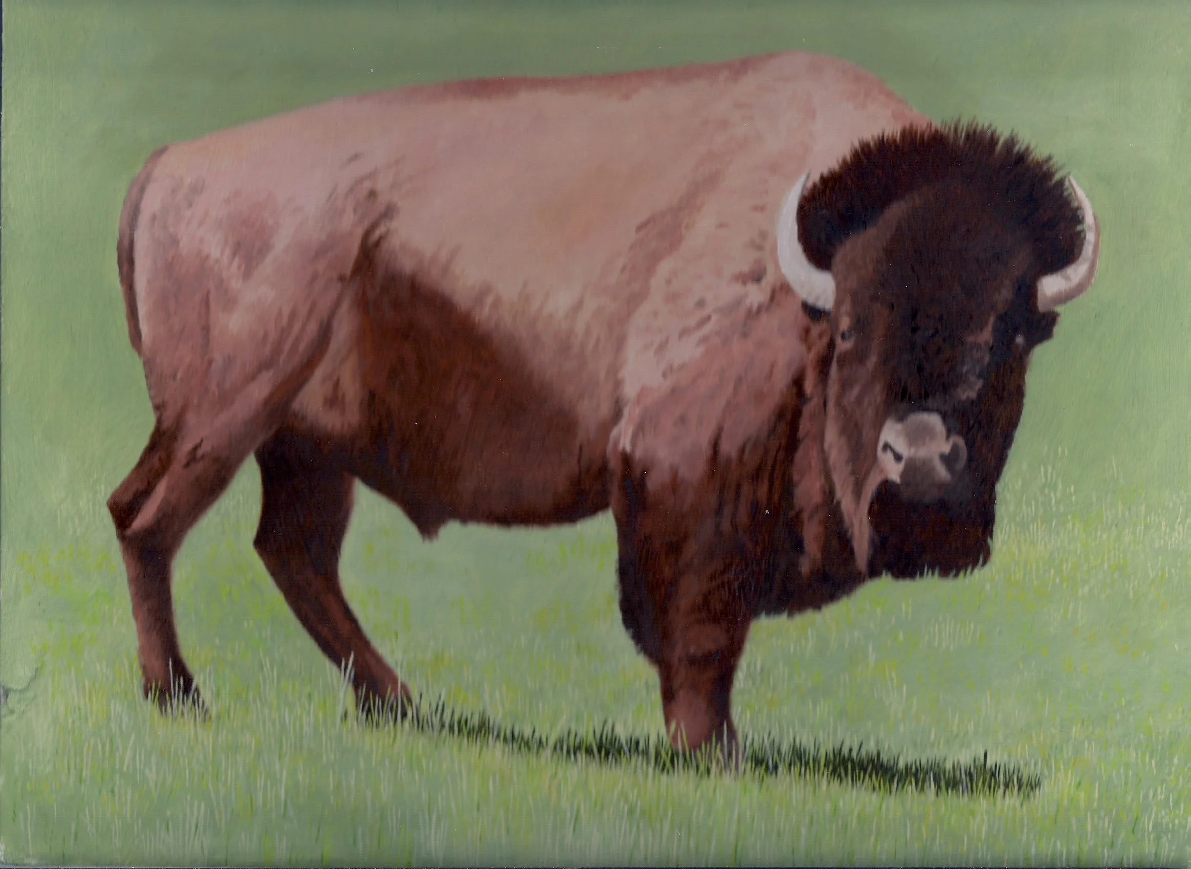 The buffalo bull in the ordinary term of a bull bison standing regally on fresh green spring grass. Painted in oil on 9" by 12" panel Cost $150.00 with ebony frame.