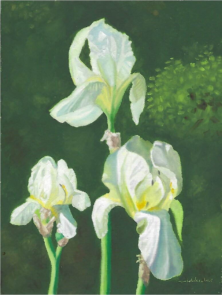 White and yellow Irises