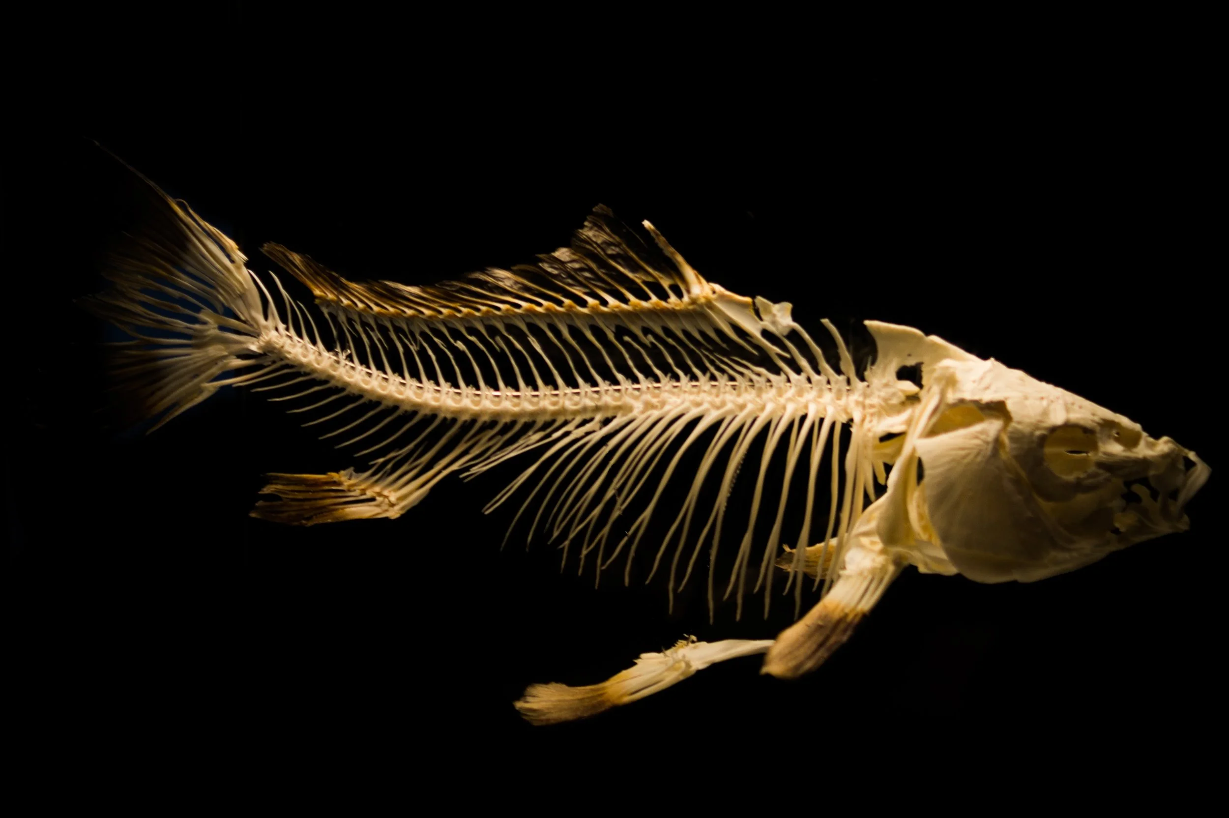 Anatomy of a Phishing Attack