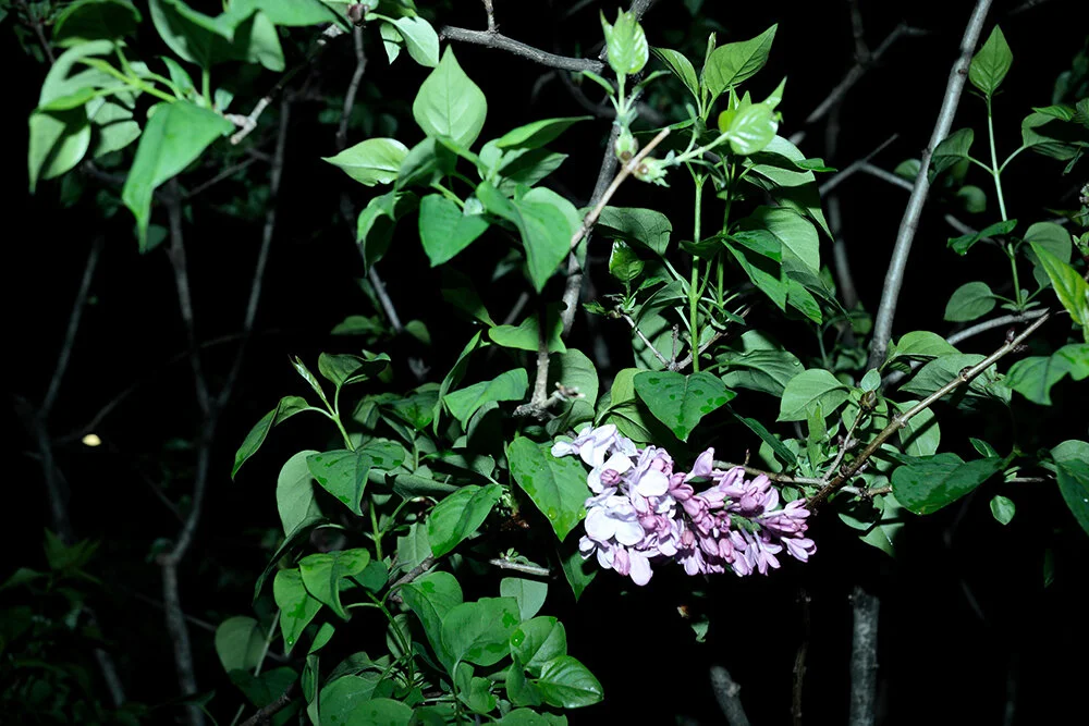_P8A4402.JPG