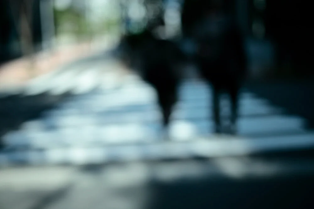 _P8A6163.jpg