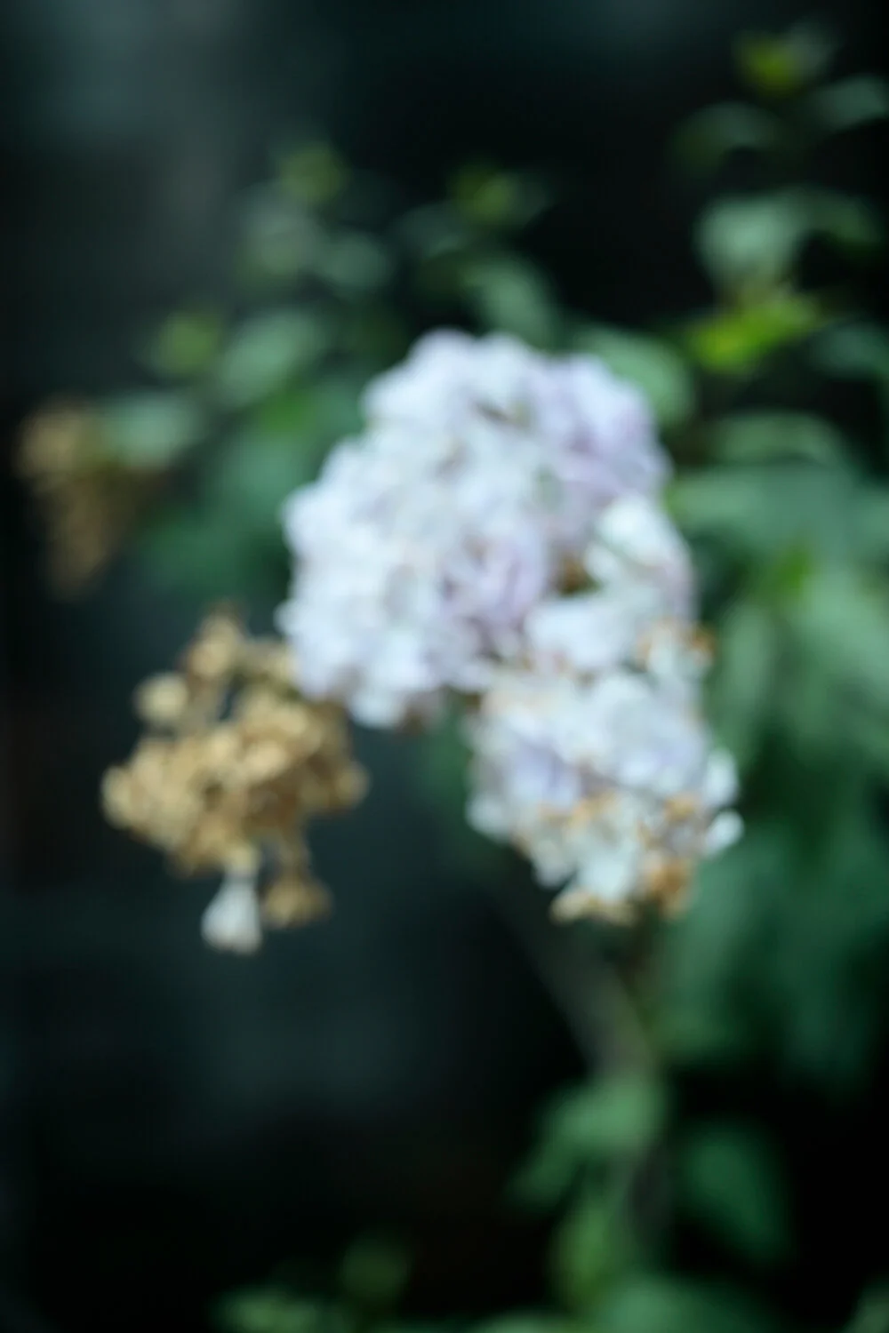 _P8A6490.jpg