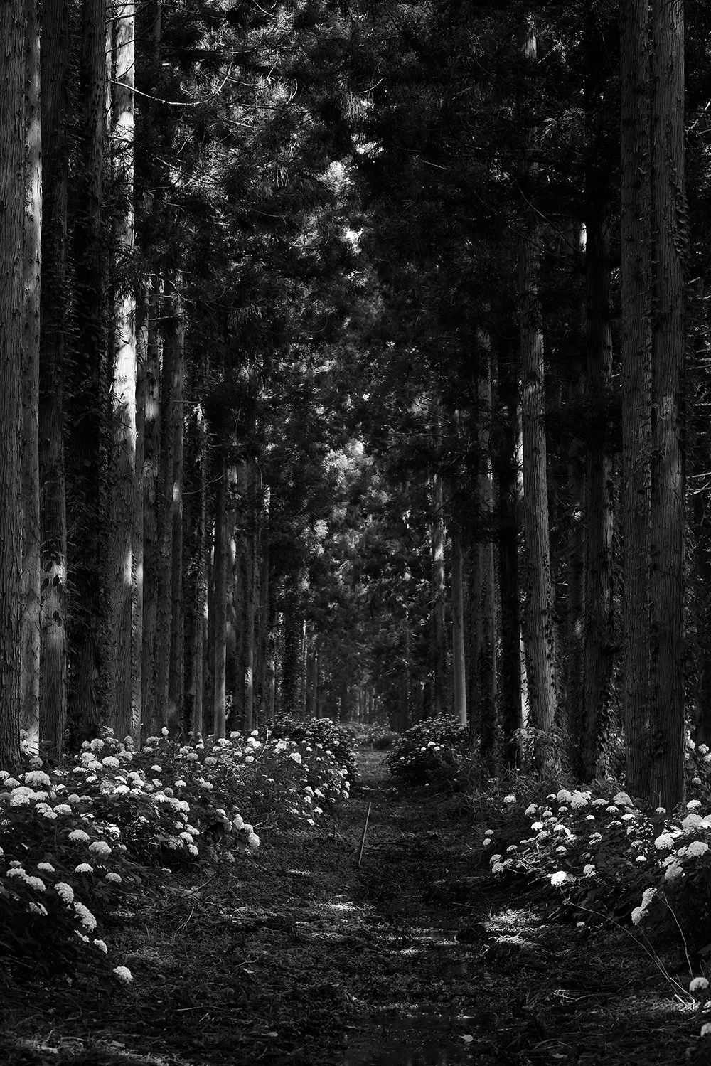 01_IFA6508_BW.jpg