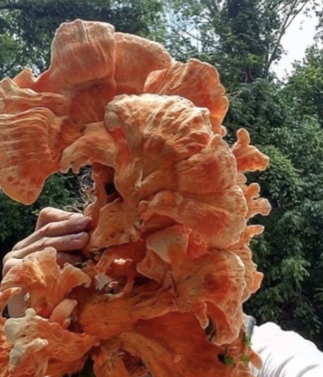 39: FORAGING. FARM & CHEF CHRIS AMENDOLA