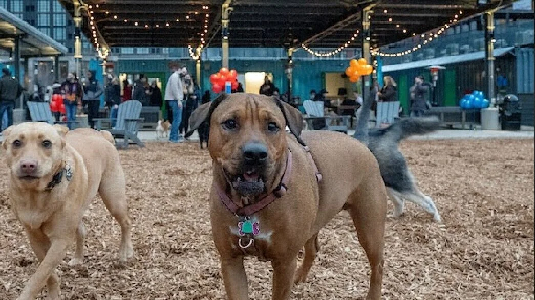 52: BARK SOCIAL &amp; OUR LIVELY CONVERSATION WITH LUKE SILVERMAN