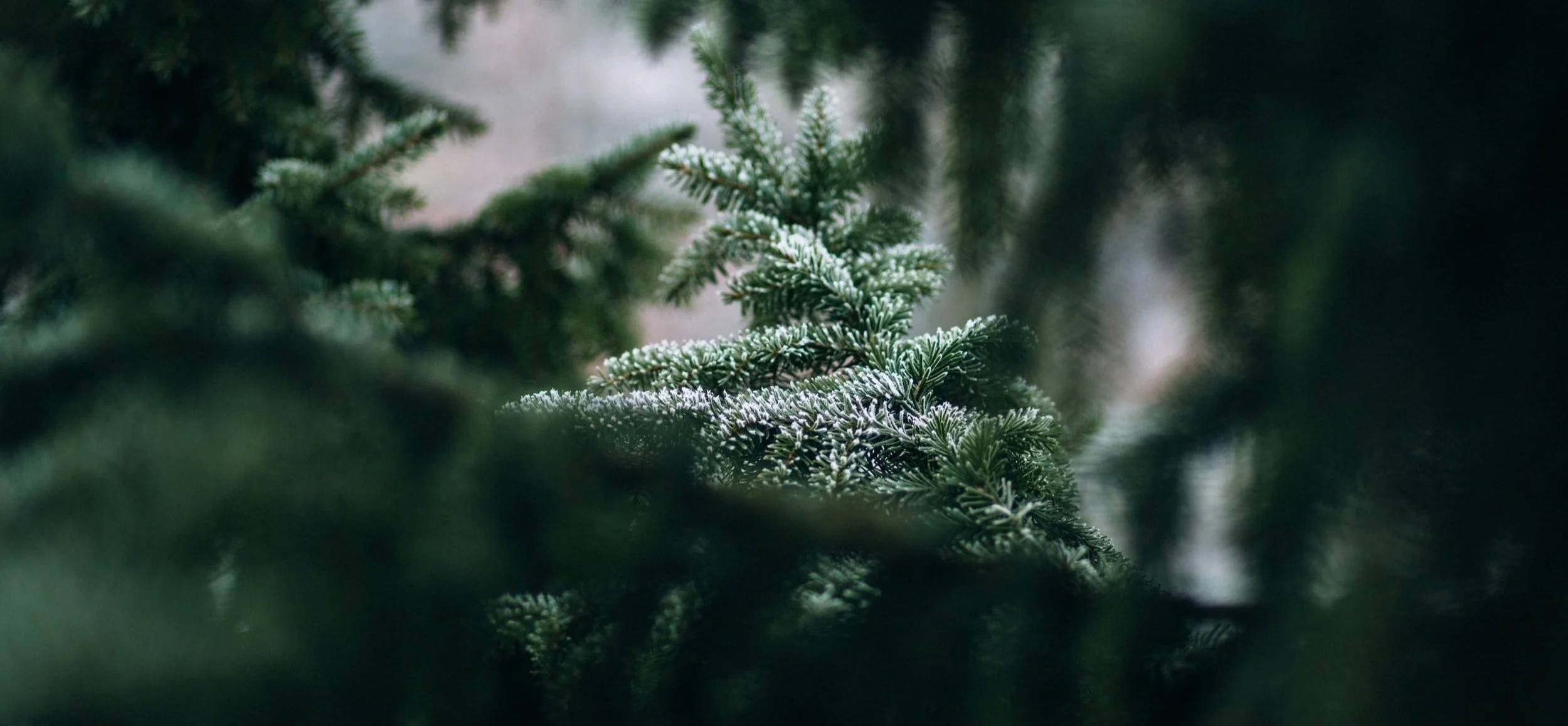 63: HAPPY HOLIDAYS