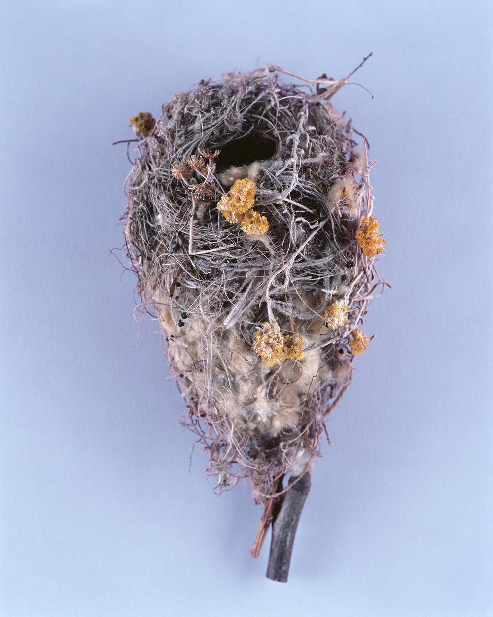 BIRDS-NESTS010.jpg