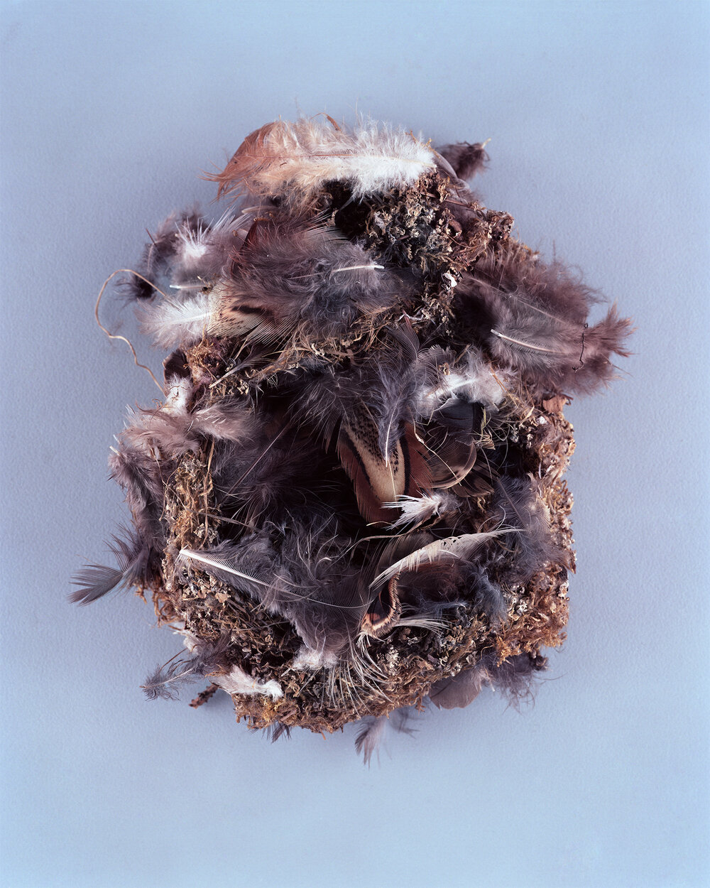 BIRDS-NESTS021.jpg