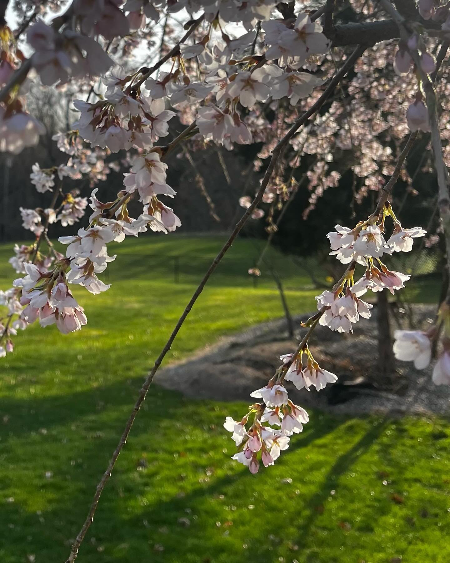 #godscreation #cherryblossom #spring #springtime