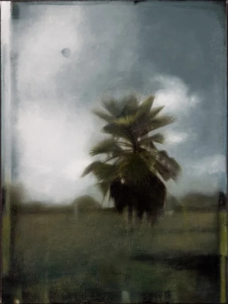 Oasis-Native Palm, oil on canvas, 32 " x 24," 2009