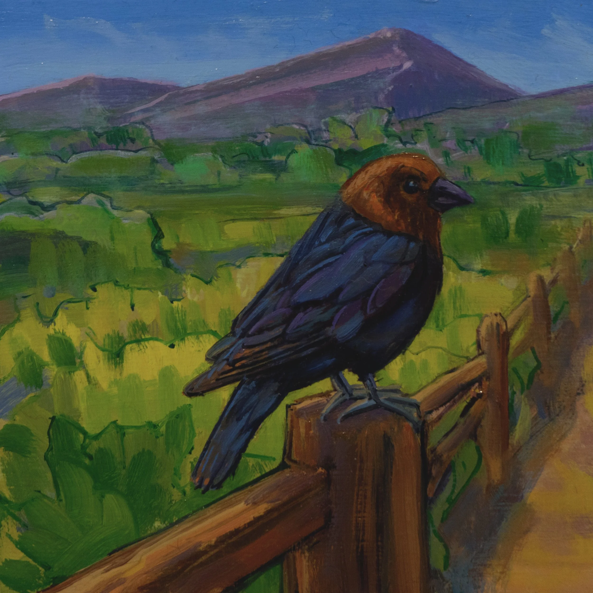 Bronze-headed Cowbird