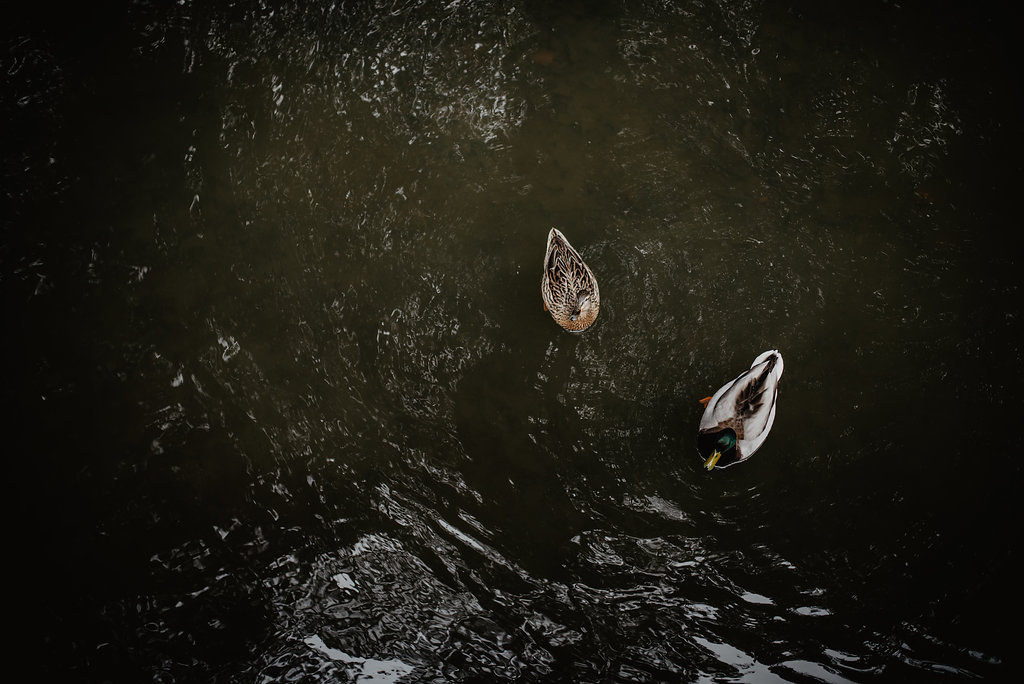 ducks in Cambridge canal
