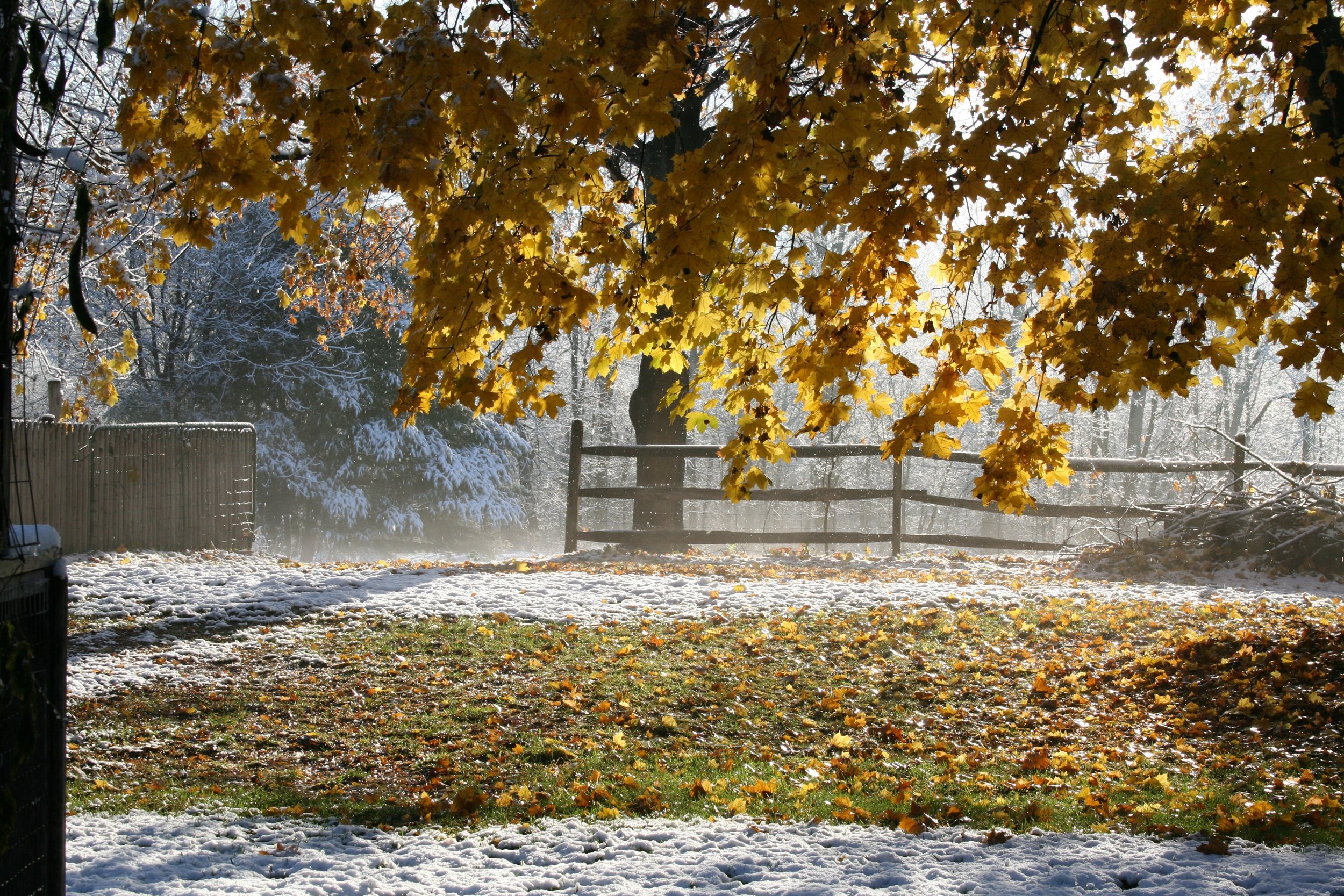 Autumn snow.jpg