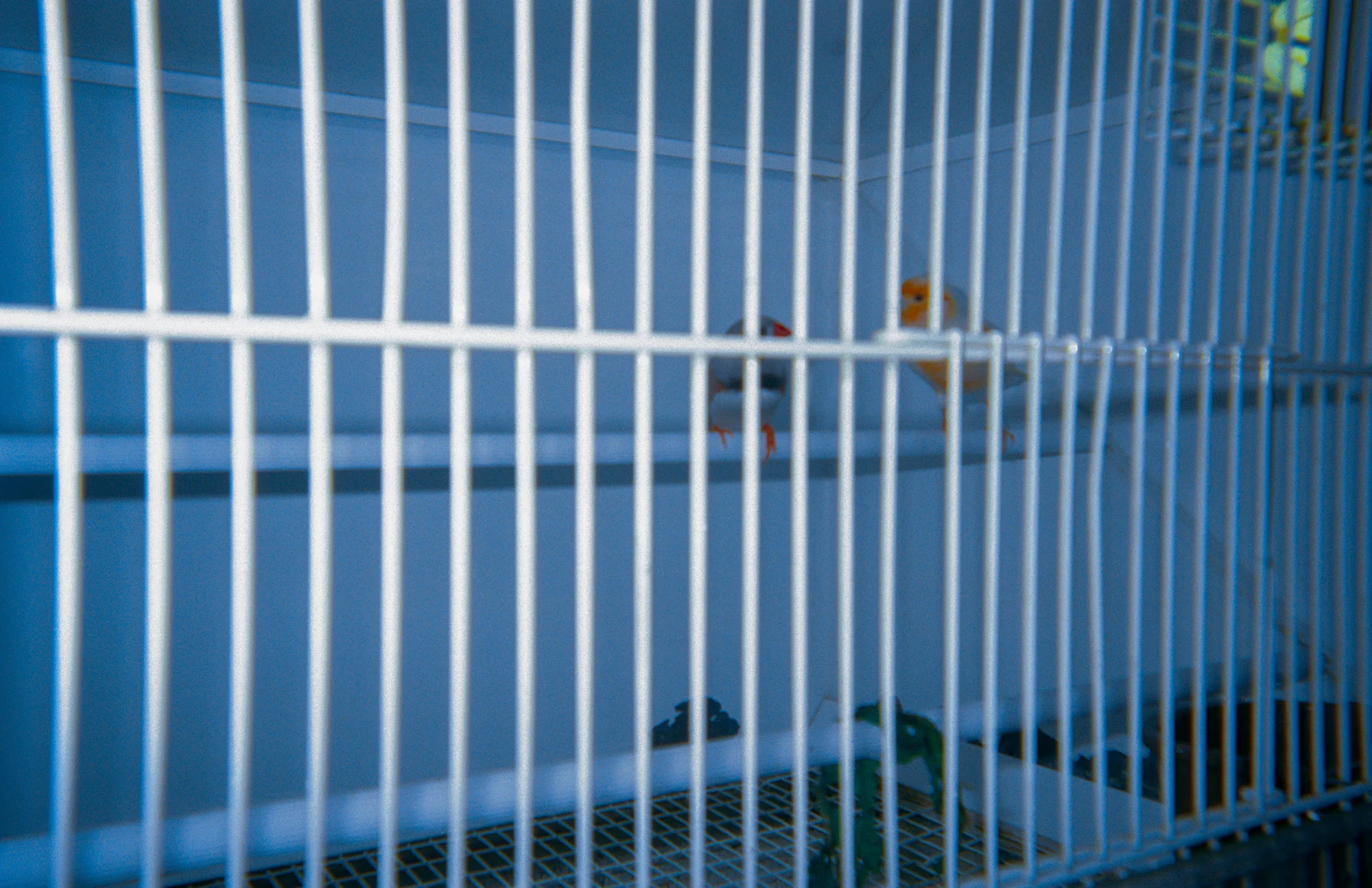Caged Faith II