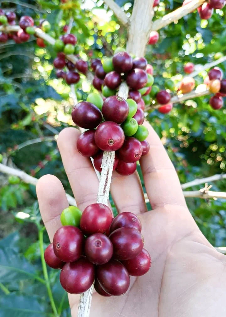 Cafe_Imports_El_Salvador_Finca_Noruega-4-2024-05-28-200847.jpg