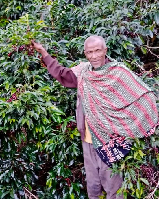 Cafe_Imports_Ethiopia_Mr_Ocholo_Bedecho3-2024-07-18-204109.jpg