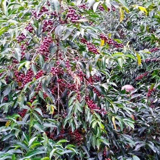 Cafe_Imports_Ethiopia_Mr_Ocholo_Bedecho1-2024-07-18-204109.jpg